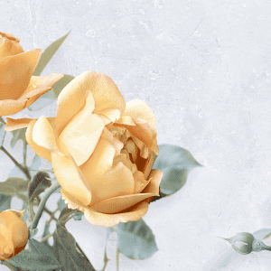 Gạch ốp tường 30×72 Hoàn Mỹ HM 24019